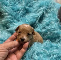 MaltipooF, a male Maltipoo for sale in Cullman, AL – 9 of 10