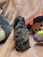 YorkiePooF3, a female Yorkipoo for sale in Cullman, AL – 6 of 10