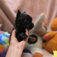 YorkieM4, a male Yorkshire Terrier for sale in Cullman, AL – 10 of 10