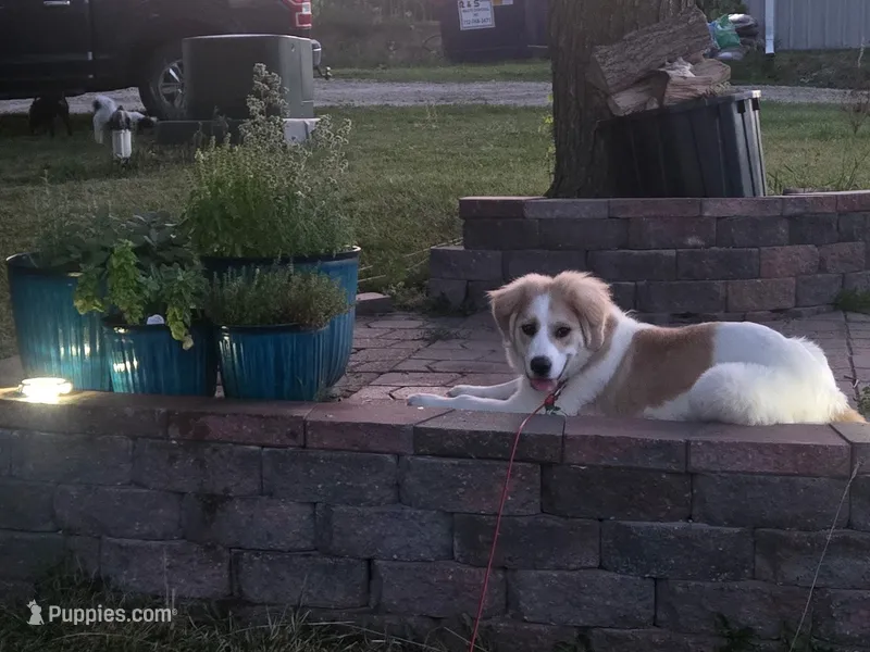 Oliva – Bernese Mountain Dog, Great Pyrenees puppy for sale in Council Bluffs, IA