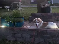 Oliva, a female Bernese Mountain Dog and Great Pyrenees for sale in Council Bluffs, IA – 1 of 2