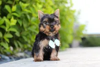 Mitchell, a male Yorkshire Terrier for sale in Dundee, OH – 4 of 10