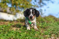 August, a male Miniature Dachshund for sale in Dundee, OH – 5 of 10