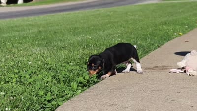 Duke, a male Miniature Dachshund for sale in Dundee, OH – 10 of 10