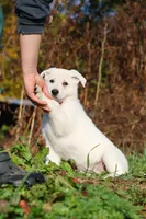 Alice, a female German Shepherd Dog for sale in Dundee, OH – 4 of 10