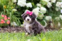 Princess, a female Miniature Bernedoodle for sale in Dundee, OH – 5 of 6