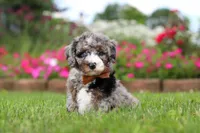 Winston, a male Miniature Bernedoodle for sale in Dundee, OH – 3 of 6