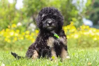 Benji, a male Miniature Bernedoodle for sale in Dundee, OH – 2 of 6