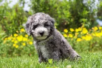 Chase, a male Miniature Bernedoodle for sale in Dundee, OH – 5 of 6