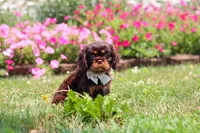 Enzo, a male Cavalier King Charles Spaniel for sale in Dundee, OH – 1 of 7