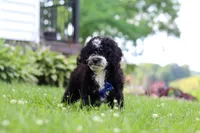 Kobe, a male Miniature Bernedoodle for sale in Dundee, OH – 3 of 6