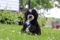 Kobe, a male Miniature Bernedoodle for sale in Dundee, OH – 2 of 6