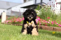 Bella, a female Miniature Bernedoodle for sale in Dundee, OH – 2 of 5