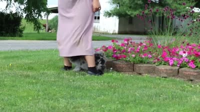 Chase, a male Miniature Bernedoodle for sale in Dundee, OH – 6 of 6