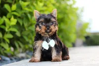 Mitchell, a male Yorkshire Terrier for sale in Dundee, OH – 5 of 10