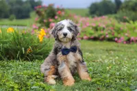 Ollie, a male Miniature Bernedoodle for sale in Dundee, OH – 8 of 10
