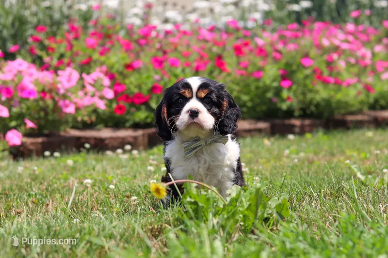 Xander – Cavalier King Charles Spaniel puppy for sale in Dundee, OH