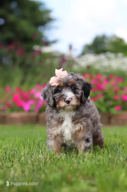 Callie – Miniature Bernedoodle puppy for sale in Dundee, OH