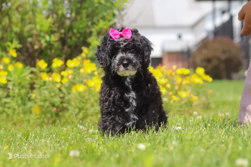 Bella – Miniature Bernedoodle puppy for sale in Dundee, OH