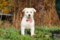Alice, a female German Shepherd Dog for sale in Dundee, OH – 8 of 10