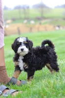 Liam, a male Miniature Bernedoodle for sale in Dundee, OH – Photo 6 of 6