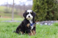 Liam, a male Miniature Bernedoodle for sale in Dundee, OH – Photo 2 of 6