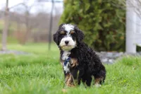 Liam, a male Miniature Bernedoodle for sale in Dundee, OH – Photo 4 of 6