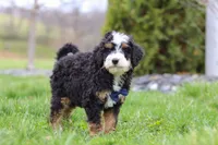 Liam, a male Miniature Bernedoodle for sale in Dundee, OH – Photo 5 of 6