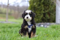 Liam, a male Miniature Bernedoodle for sale in Dundee, OH – Photo 3 of 6