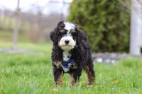 Liam, a male Miniature Bernedoodle for sale in Dundee, OH – Photo 1 of 6