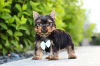 Mitchell, a male Yorkshire Terrier for sale in Dundee, OH – 8 of 10