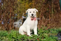 Alice, a female German Shepherd Dog for sale in Dundee, OH – 2 of 10