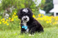 Kobe, a male Miniature Bernedoodle for sale in Dundee, OH – 4 of 6