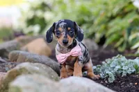Stella, a female Miniature Dachshund for sale in Dundee, OH – 1 of 10