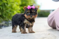 Lola, a female Yorkshire Terrier for sale in Dundee, OH – 8 of 10