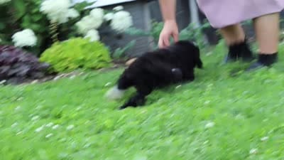 Kobe, a male Miniature Bernedoodle for sale in Dundee, OH – 6 of 6