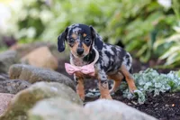 Stella, a female Miniature Dachshund for sale in Dundee, OH – 4 of 10