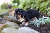 Duke, a male Miniature Dachshund for sale in Dundee, OH – 8 of 10