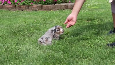 Jewel, a female Miniature Bernedoodle for sale in Dundee, OH – 6 of 6