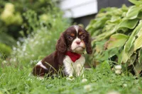 Rocco, a male Cavalier King Charles Spaniel for sale in Dundee, OH – 6 of 6