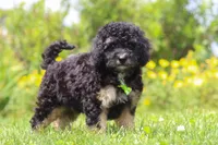 Benji, a male Miniature Bernedoodle for sale in Dundee, OH – 3 of 6