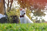 Teddy, a male German Shepherd Dog for sale in Dundee, OH – 2 of 10
