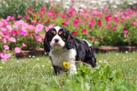 Xander, a male Cavalier King Charles Spaniel for sale in Dundee, OH – 3 of 6