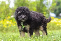 Benji, a male Miniature Bernedoodle for sale in Dundee, OH – 5 of 6