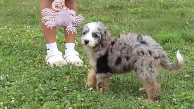 Ollie, a male Miniature Bernedoodle for sale in Dundee, OH – 10 of 10