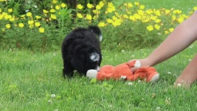 Kobe, a male Miniature Bernedoodle for sale in Dundee, OH – 6 of 6