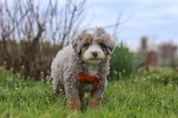 Ace, a male Miniature Bernedoodle for sale in Dundee, OH – Photo 5 of 7