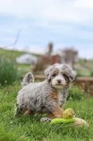 Ace, a male Miniature Bernedoodle for sale in Dundee, OH – Photo 7 of 7