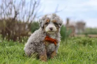 Ace, a male Miniature Bernedoodle for sale in Dundee, OH – Photo 2 of 7