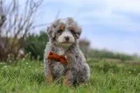 Ace, a male Miniature Bernedoodle for sale in Dundee, OH – Photo 3 of 7